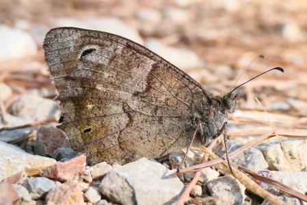 Sátiro Moreno (Hipparchia statilinus).