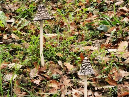 Setas en el pantano de Sau (bolet de tinta).