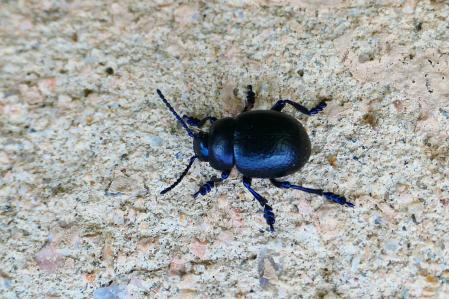 Escarabajo de la nariz sangrante.