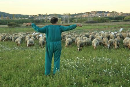 Rebaño pastando en Palafrugell.