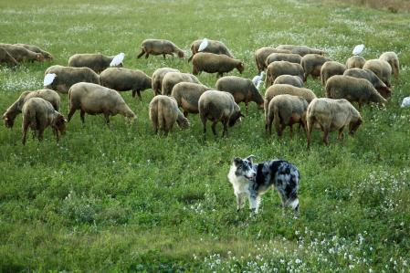 Rebaño pastando en Palafrugell.