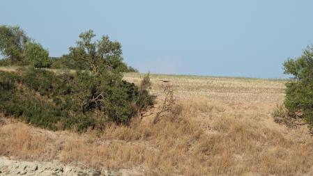 Reto visual: ¿Dónde está el aguilucho?