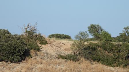 Reto visual: ¿Puedes localizar al aguilucho?