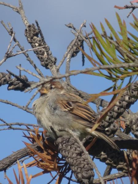 El gorrión que buscamos, en detalle.