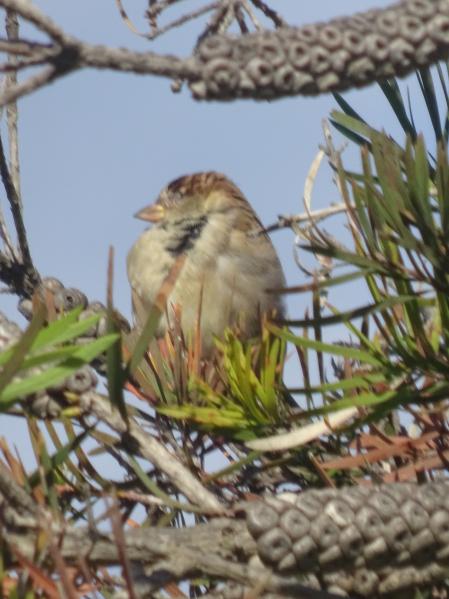 Detalle del gorrión que buscamos.
