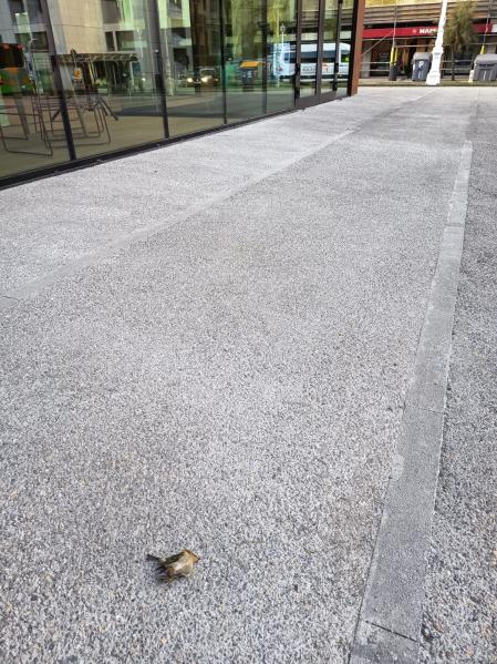 El pájaro que colisionó contra el edificio GOe el día de su inauguración