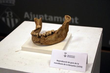 Reproducción en yeso de la mandíbula de Banyoles, cuyo original se ha guardado los últimos 140 años en la Farmàcia Alsius de Banyoles.