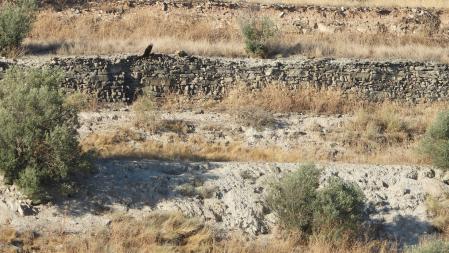 ¿Puedes encontrar al aguilucho en esta imagen?