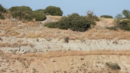 ¿Donde está el ave rapaz?