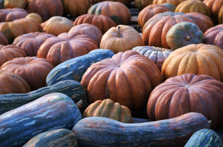 Variedad de calabazas de la zona agraria del Delta del Llobregat.