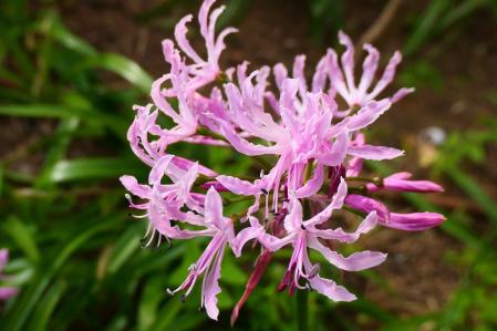 Flor de la Nerine undulata.