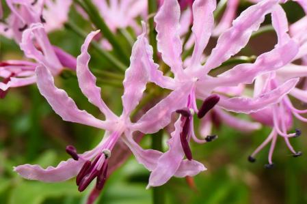 Flor de la Nerine undulata.