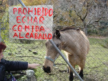 Caballo en Miraflores de la Sierra.