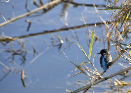El martín pescador.