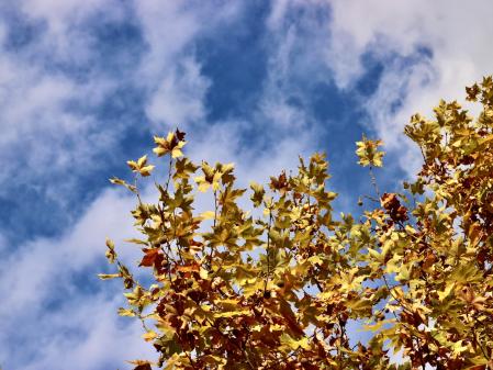 Otoño en el Baix Montseny.