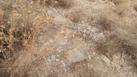 Reto visual: ¿Eres capaz de ver a la mosca en menos de 30 segundos?