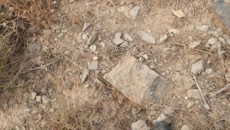 Reto visual: ¿Eres capaz de ver a la mosca en menos de 30 segundos?