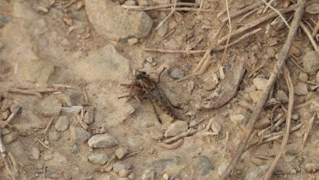 La mosca que buscamos.