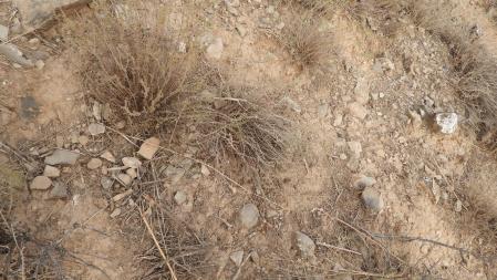 Reto visual: ¿Eres capaz de ver a la mosca en menos de 30 segundos?