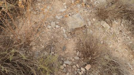 Reto visual: ¿Eres capaz de ver a la mosca?