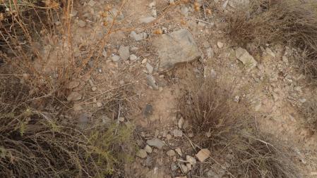 Reto visual: ¿Dónde está la mosca?