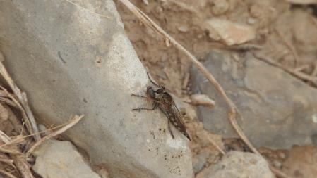 La mosca que buscamos.