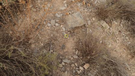 La mosca aparece señalizada.