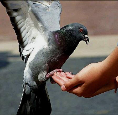 Paloma al borde del precipicio por comer