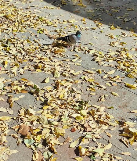 El Paseo otoñal de la paloma entre las hojas