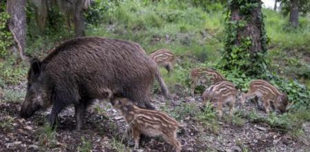Un jabalí junto a su camada de rayones en la serra de Collserola, cerca de Barcelona (Propias)