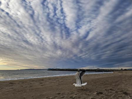 Gaviota echando a volar.
