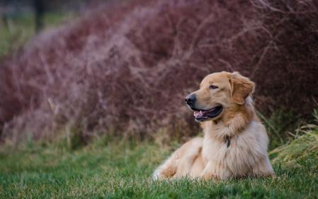 Un golden retriever descansa sobre el césped