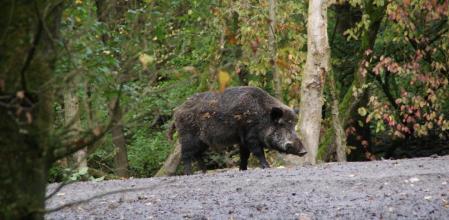 Un jabalí pasea por la serra de Collserola; las autoridades han bloqueado el acceso al parque natural este fin de semana (CC0)