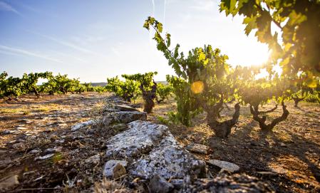 Viñedo Los Campos de Marqués de Riscal 