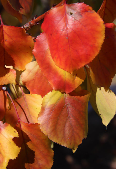 Jardí Botànic de Montjuïc .