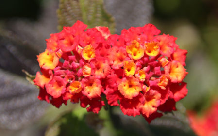 Jardí Botànic de Montjuïc .