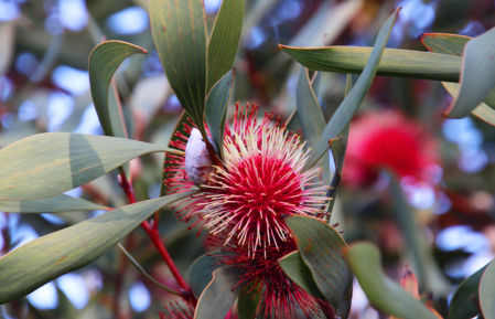 Jardí Botànic de Montjuïc .