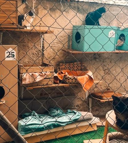 Detalle de una colonia de gatos en Badalona .