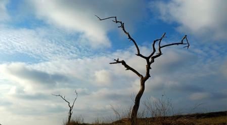Almendros muertos en Bellmunt d'Urgell.