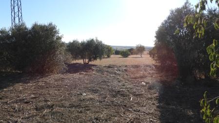 Reto visual: ¿Puedes ver los conejos en 30 segundos?