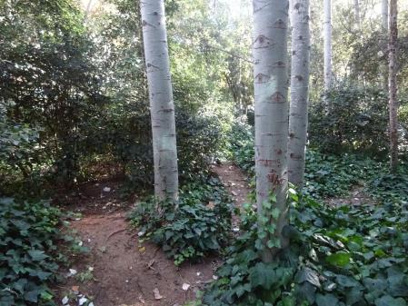 Reto visual: ¿Dónde está el mirlo?