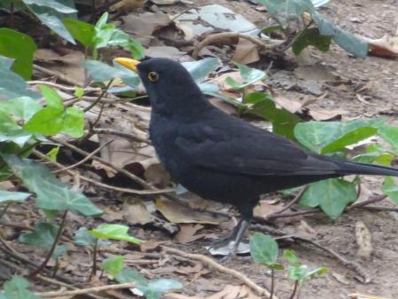 El mirlo que buscamos