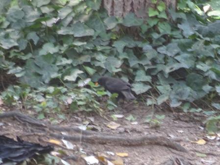 El mirlo que buscamos, en movimiento