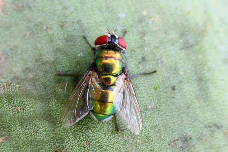 Mosca verde, retratada en Vilobí d'Onyar.