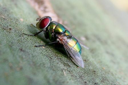 Mosca verde, retratada en Vilobí d'Onyar.