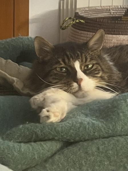 Nico vino de la calle; le dio a esta escribidora mucho más de lo que jamás podra contar