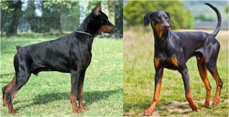 La caudectomía es la amputación total o parcial de la cola de un animal, una práctica que se realizaba históricamente por motivos estéticos.&nbsp;