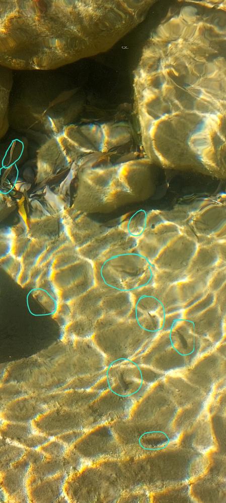 Solución: Había 9 peces