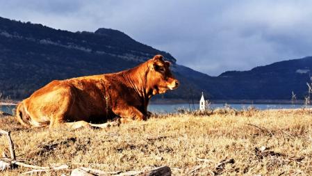Vaca en el embalse de Sau con la iglesia de fondo.