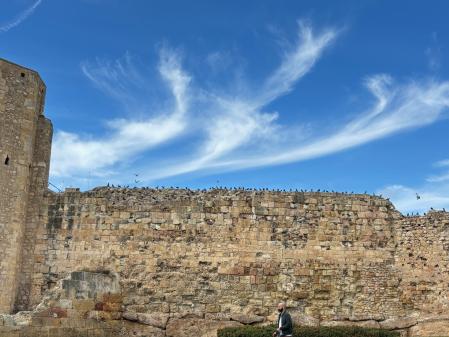 Tarragona, patrimonio de las palomas